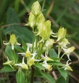 Epimedium Extract